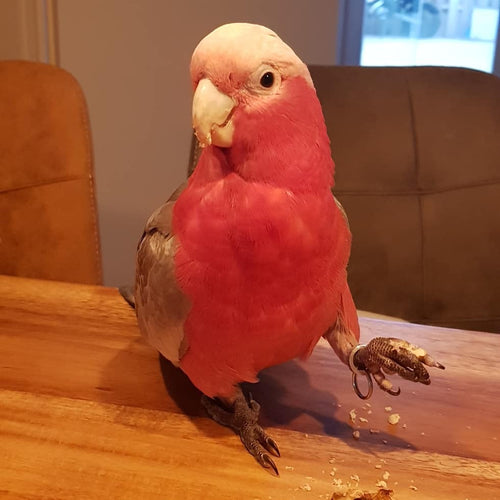 Cockatoo Parrots for sale | Healthy, Hand-Raised & Socialized Cockatoo
