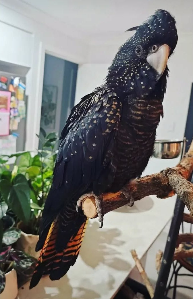 Cockatoo Parrots for sale | Healthy, Hand-Raised & Socialized Cockatoo