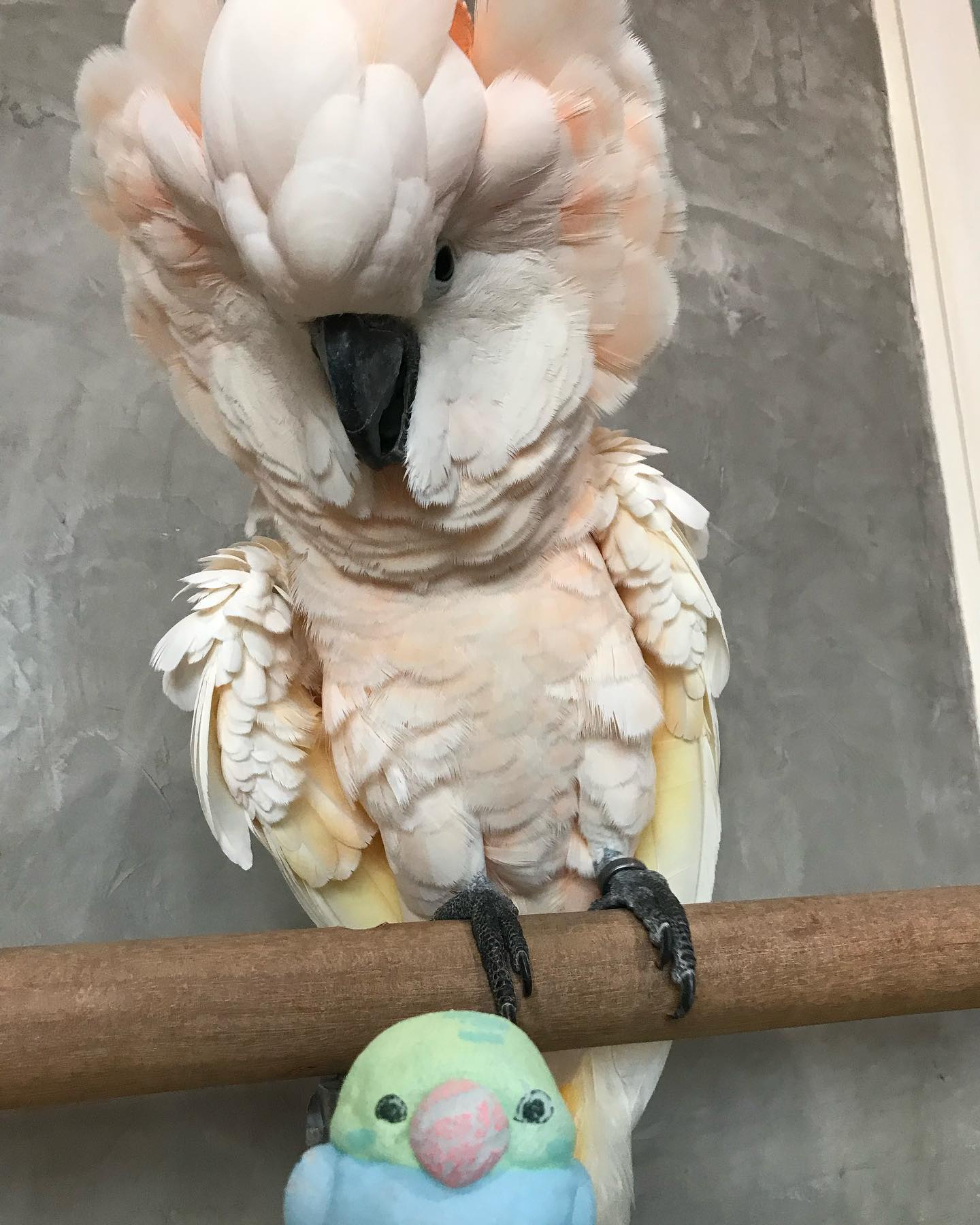 Cockatoo Parrots for sale | Healthy, Hand-Raised & Socialized Cockatoo