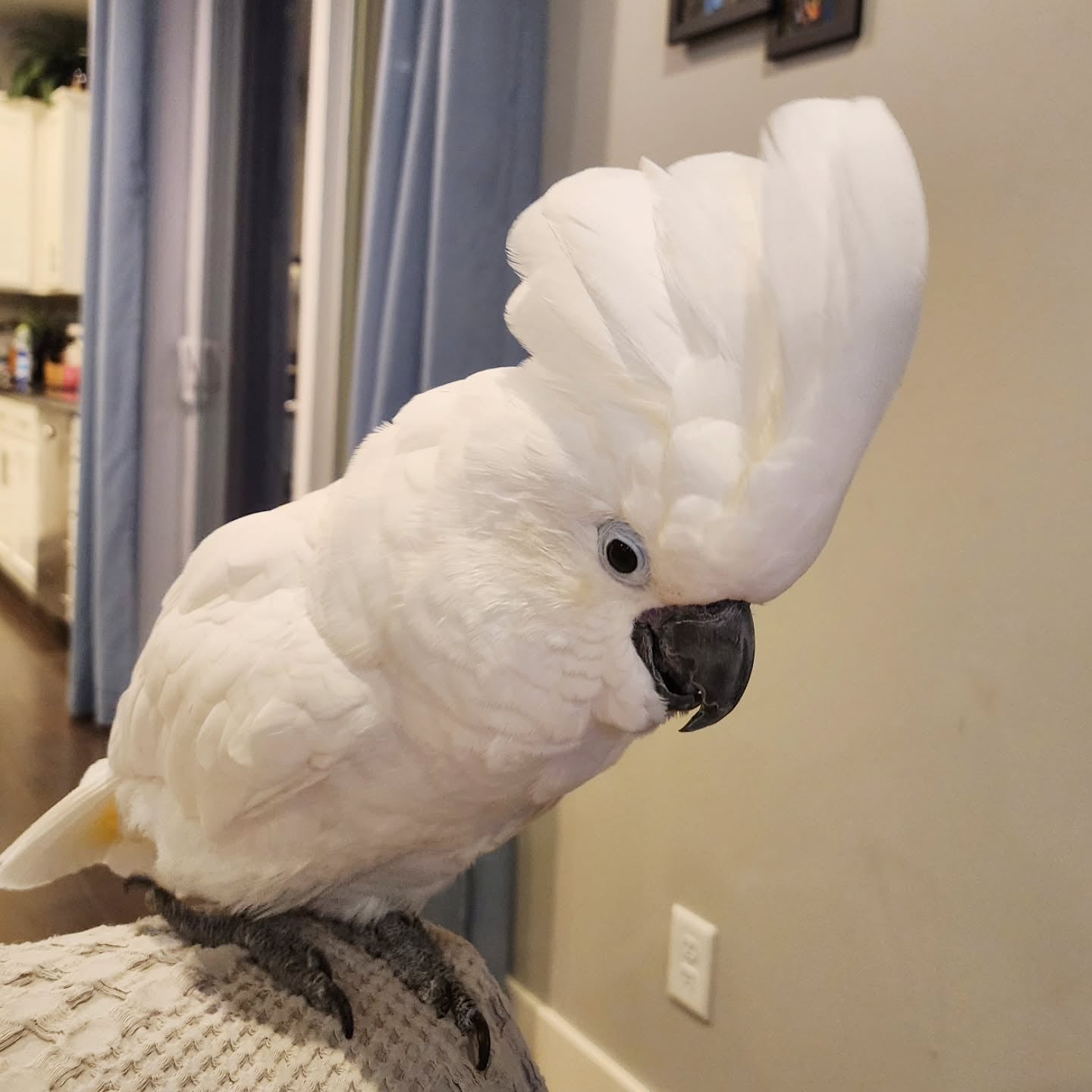 Cockatoo Parrots for sale | Healthy, Hand-Raised & Socialized Cockatoo