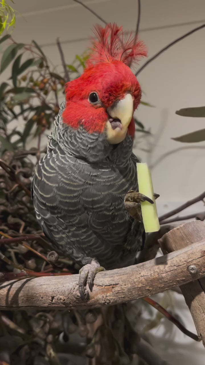 Cockatoo Parrots for sale | Healthy, Hand-Raised & Socialized Cockatoo